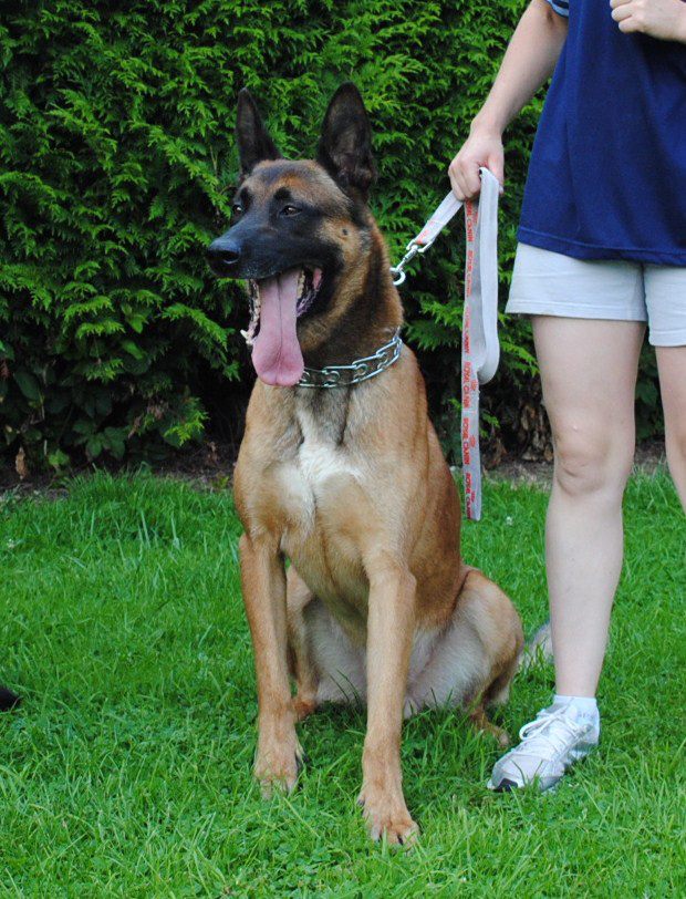 etalon malinois